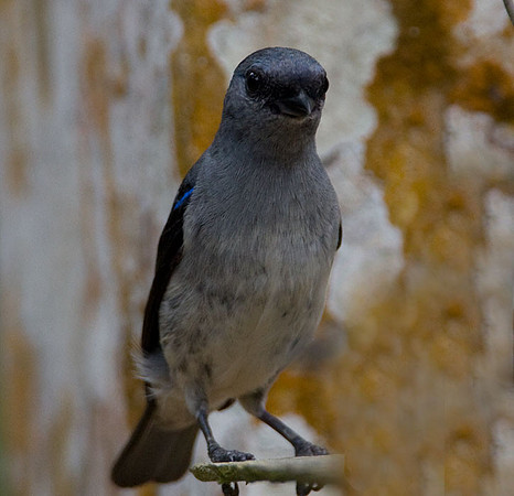 Plain-coloured Tanager (Tangara inornata)