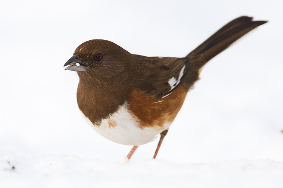 Eastern Towhee (Pipilo erythrophthalmus) male
