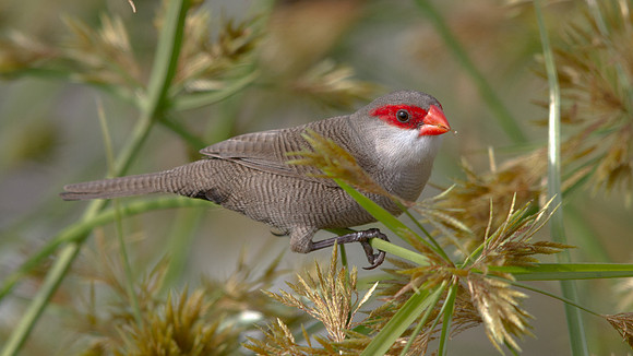 Common Waxbill (Estrilda astrild)
