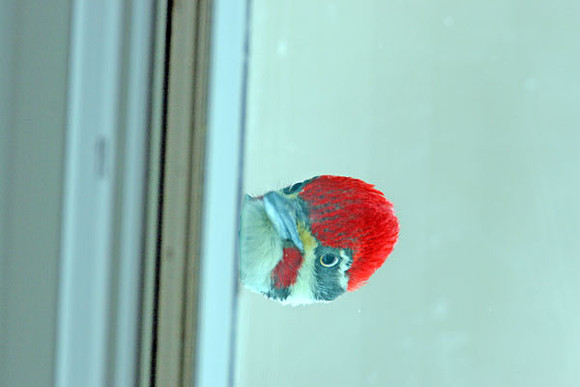 Pileated Woodpecker (Dryocopus pileatus) male