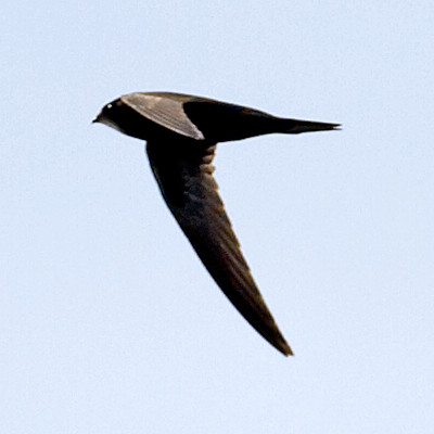 IMG_2788-swift-thumb