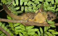 Kinkajou (Potos flavus) also known as Honey Bear