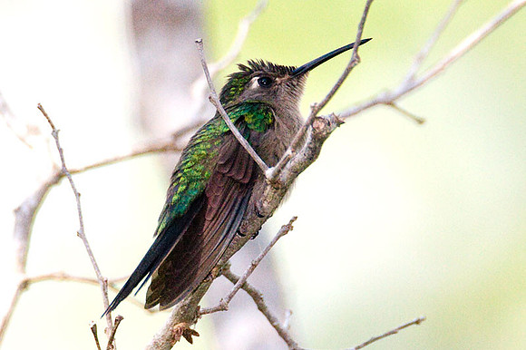 Wedge-tailed Sabrewing (Campylopterus curvipennis)