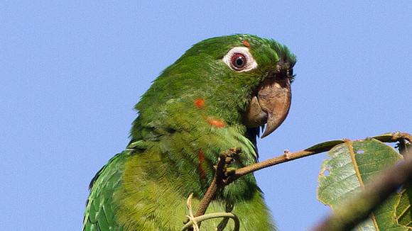 White-eyed Parakeet (Aratinga leucophthalma)