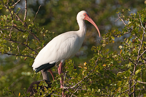 White Ibis (Eudocimus albus)