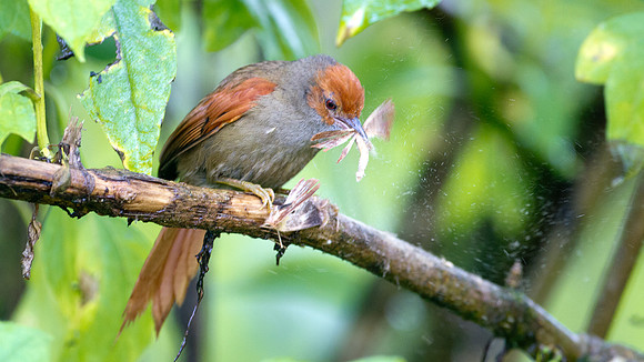 Red-faced Spinetail (Cranioleuca erythrops)