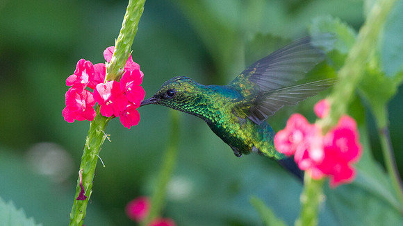 Blue-tailed Emerald (Chlorostilbon mellisugus)