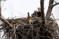 Bald Eagle (Haliaeetus leucocephalus) with 2 chicks