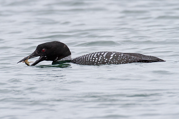 Great Northern Loon (Gavia immer) also known as Common Loon or Great Northern Diver