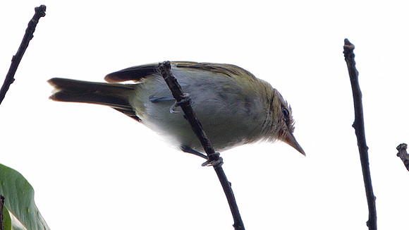 Red-eyed Vireo (Vireo olivaceus)