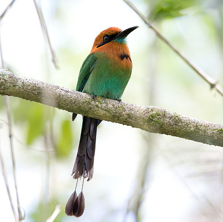 Broad-billed Motmot (Electron platyrhynchum)