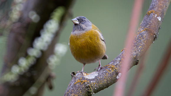 Peruvian Sierra-finch (Phrygilus punensis)
