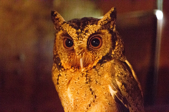 Sunda scops owl (Otus lempiji)