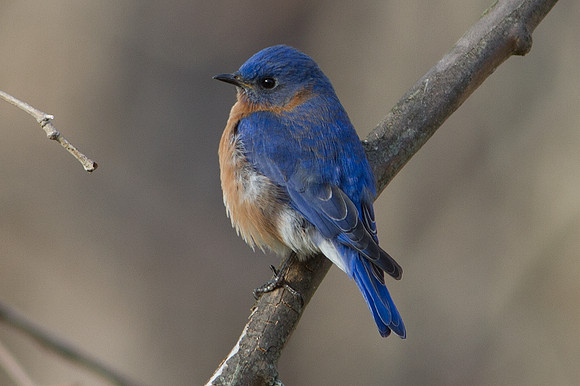 Eastern Bluebird (Sialia sialis) Male