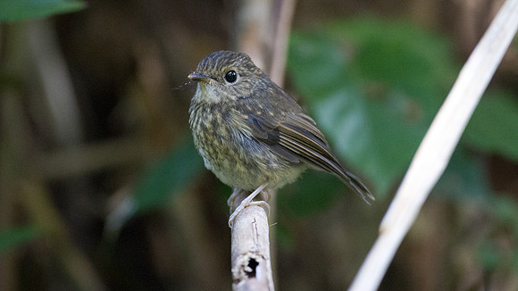 Eyebrowed Jungle Flycatcher (Rhinomyias gularis) juvenile