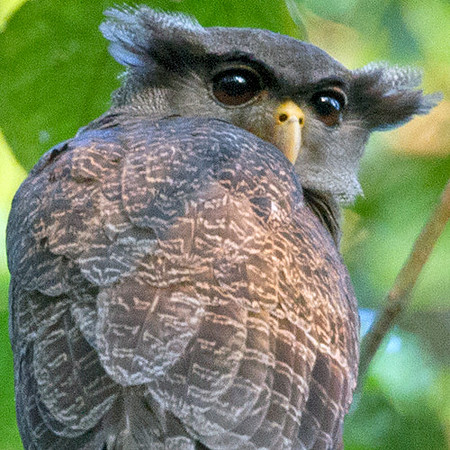 Barred Eagle-Owl (Bubo sumatranus)