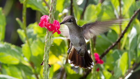 Ruby-topaz Hummingbird (Chrysolampis mosquitus) female