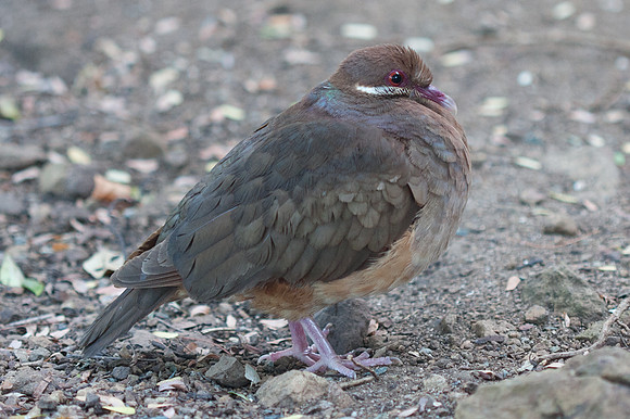 Bridled Quail-dove (Geotrygon mystacea)