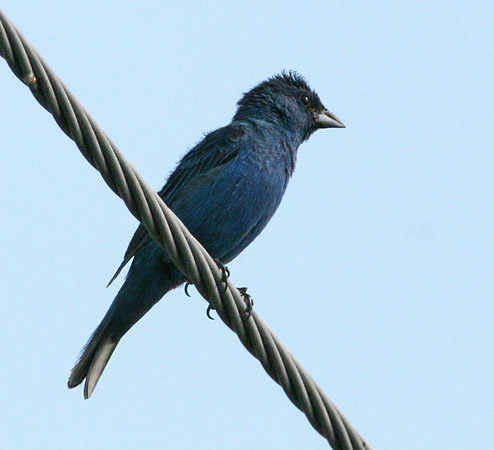 Indigo Bunting (Passerina cyanea) male