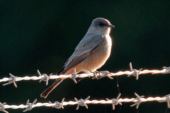 Say's Phoebe (Sayornis saya)
