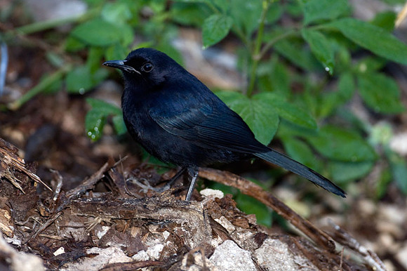 Black Catbird (Melanoptila glabrirostris)