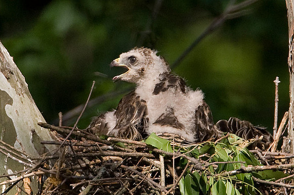 Red-shouldered Hawk (Buteo lineatus) juvenile