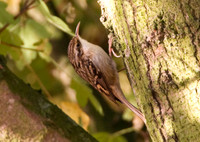 Short-toed Treecreeper (Certhia brachydactyla)