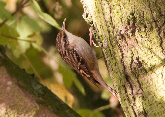 Short-toed Treecreeper (Certhia brachydactyla)