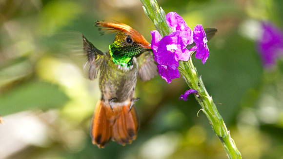 Rufous-Crested Coquette (Lophornis delattrei) - male