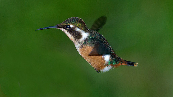 White-bellied Woodstar (Chaetocercus mulsant)