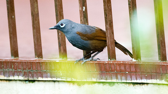 Sunda Laughingthrush (Garrulax palliatus)