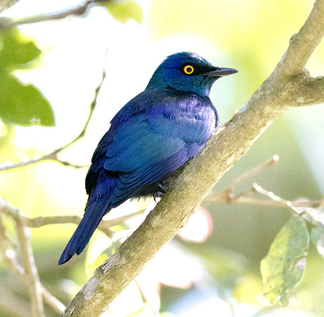 Violet-backed Starling (Cinnyricinclus leucogaster) Male