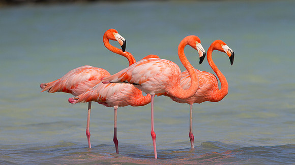 American Flamingo (Phoenicopterus ruber)