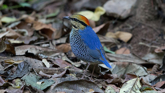Blue pitta (Hydrornis cyaneus) Male