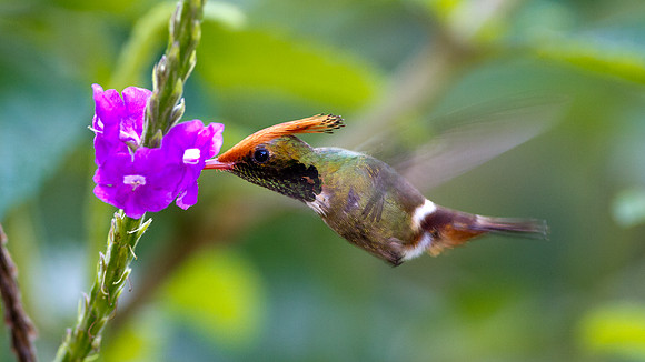 Rufous-Crested Coquette (Lophornis delattrei) - male
