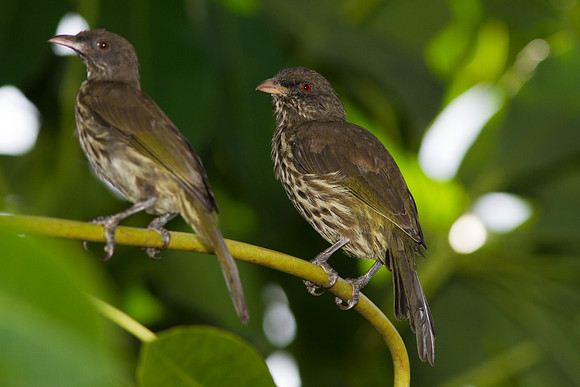 Palmchat (Dulus dominicus)