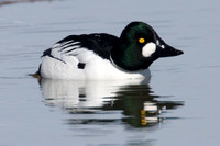 Common Goldeneye (Bucephala clangula)