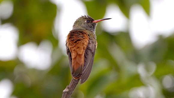 Amazilia Hummingbird (Amazilia amazilia)