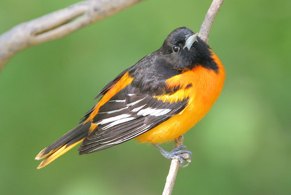 Baltimore Oriole (Icterus galbula) male