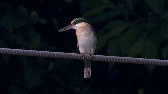 Sacred kingfisher (Todiramphus sanctus)