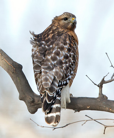 Red-shouldered hawk (Buteo lineatus)