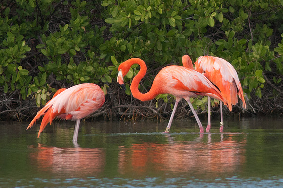 Greater Flamingo (Phoenicopterus roseus)
