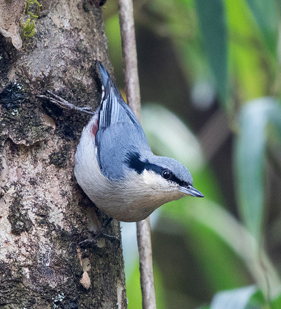 Chestnut-vented nuthatch (Sitta nagaensis)