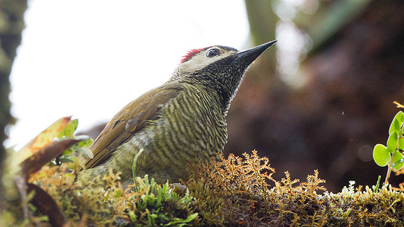 Golden-olive Woodpecker (Colaptes rubiginosus)