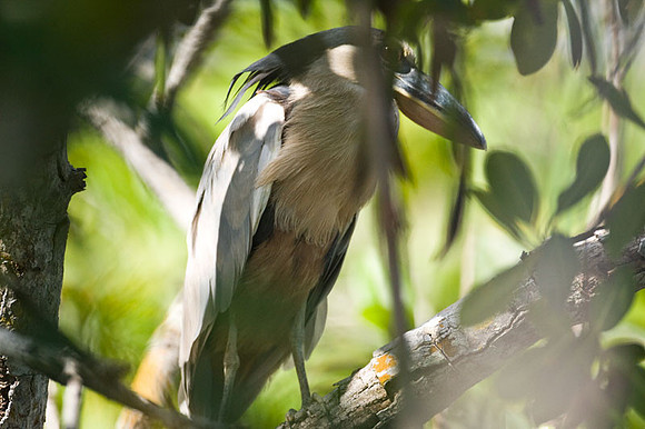 Boat-billed Heron (Cochlearius cochlearius)