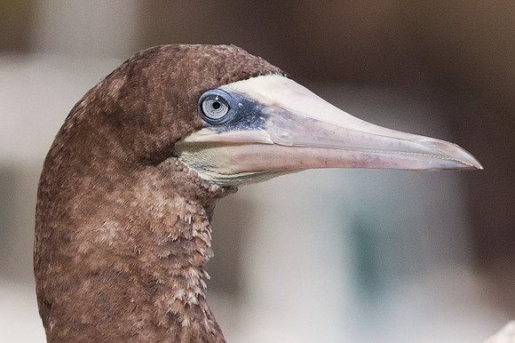 Brown Booby (Sula leucogaster)