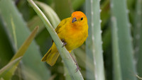 Saffron Finch (Sicalis flaveola)