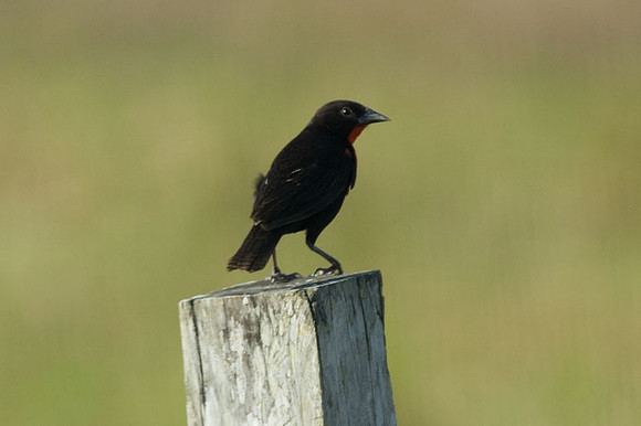 Red-breasted Blackbird (Sturnella militaris)