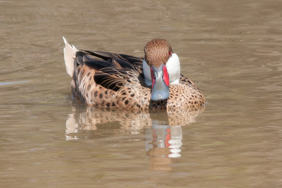 White-cheeked Pintail (Anas bahamensis)