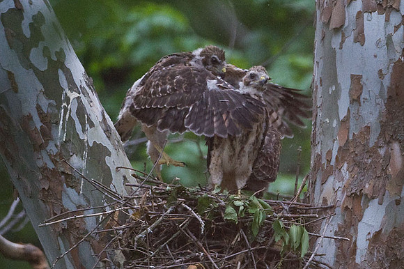 Red-shouldered Hawk (Buteo lineatus) juvenile